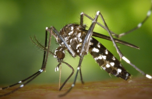 ՀՀ-ում փետրվարի 18-ին արձանագրվել է «Չիկունգունիա տենդ» հիվանդության դեպք